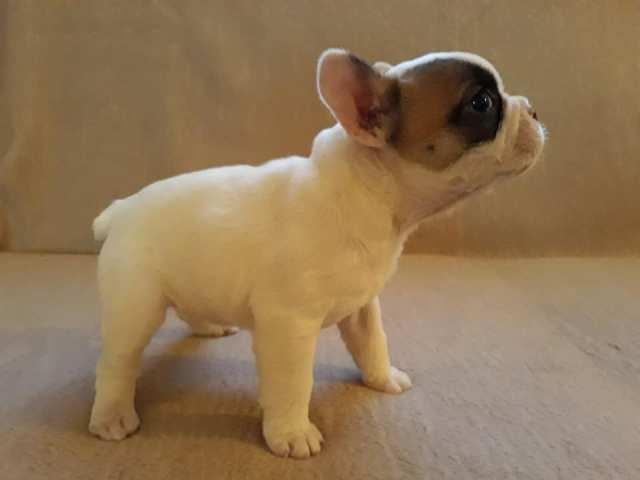 Francuski-buldog--žensko-štene