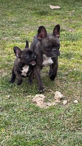 Francuski buldog stenci