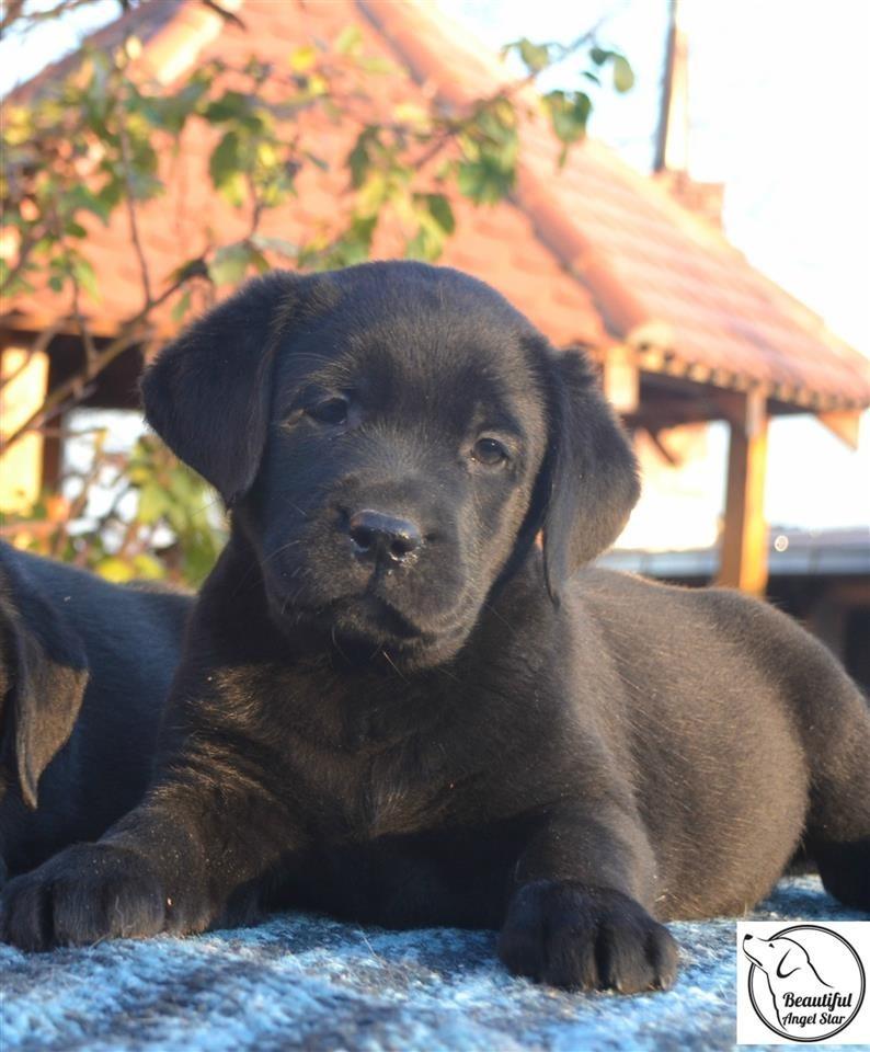 Stenci-Labrador-Retrivera