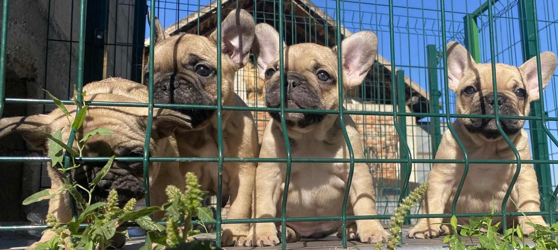 Francuski-buldog