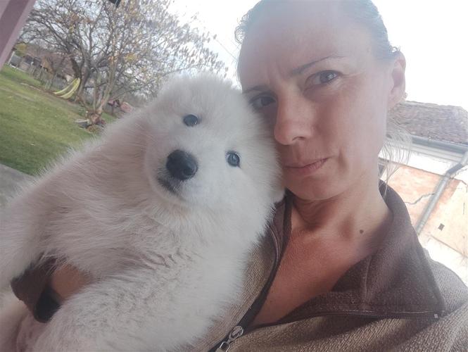 Samojed