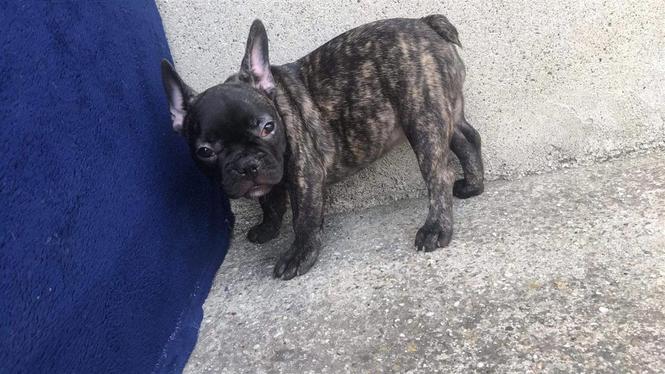 Francuski buldog štenci