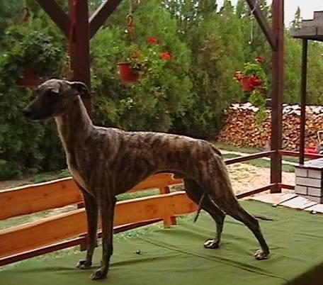 Whippet-mali-engleski-hrt