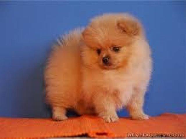 Pomeranac