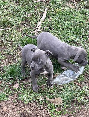 PITBUL štenci