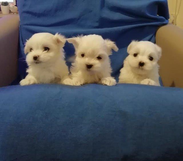 Maltezer---cisto-bele-boje