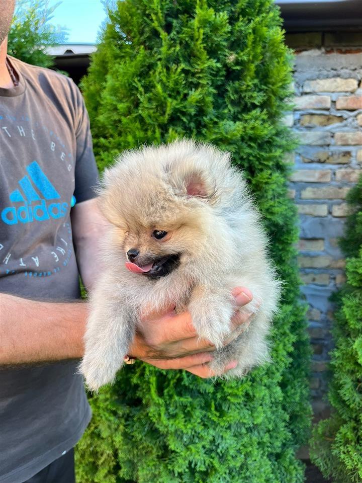 Pomeranac-mini