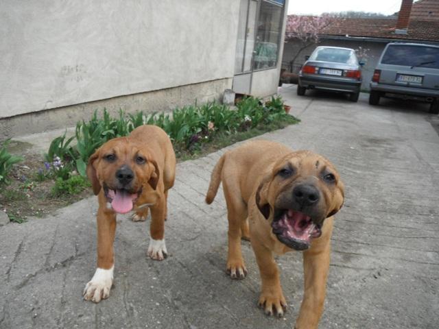 Stenci-TOSA-INU