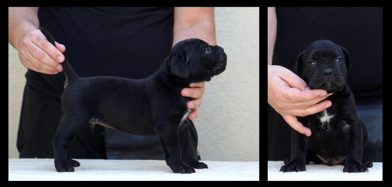 Cane-corso-štenci
