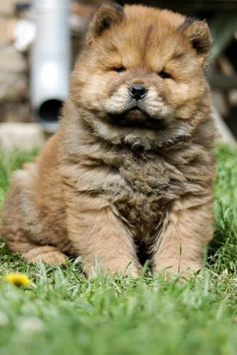 Chow chow 