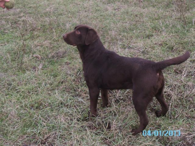 Labrador Retriver