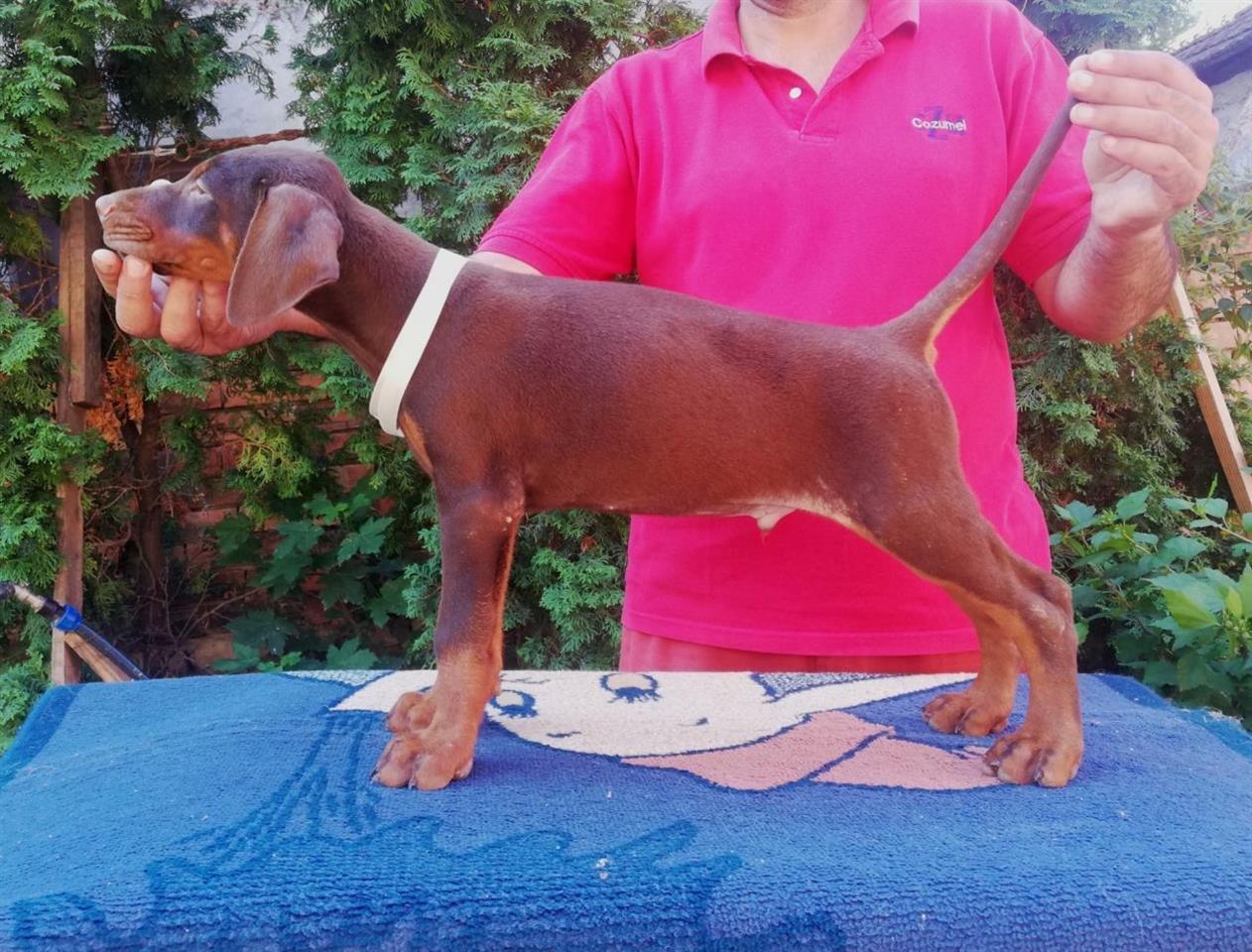 Doberman-štenci