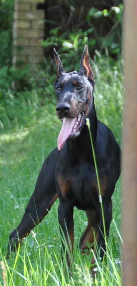 Doberman-štenci