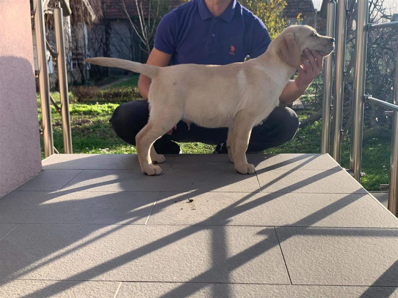 Labrador-retriver-štenci-