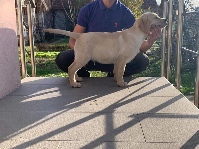 Labrador retriver štenci 