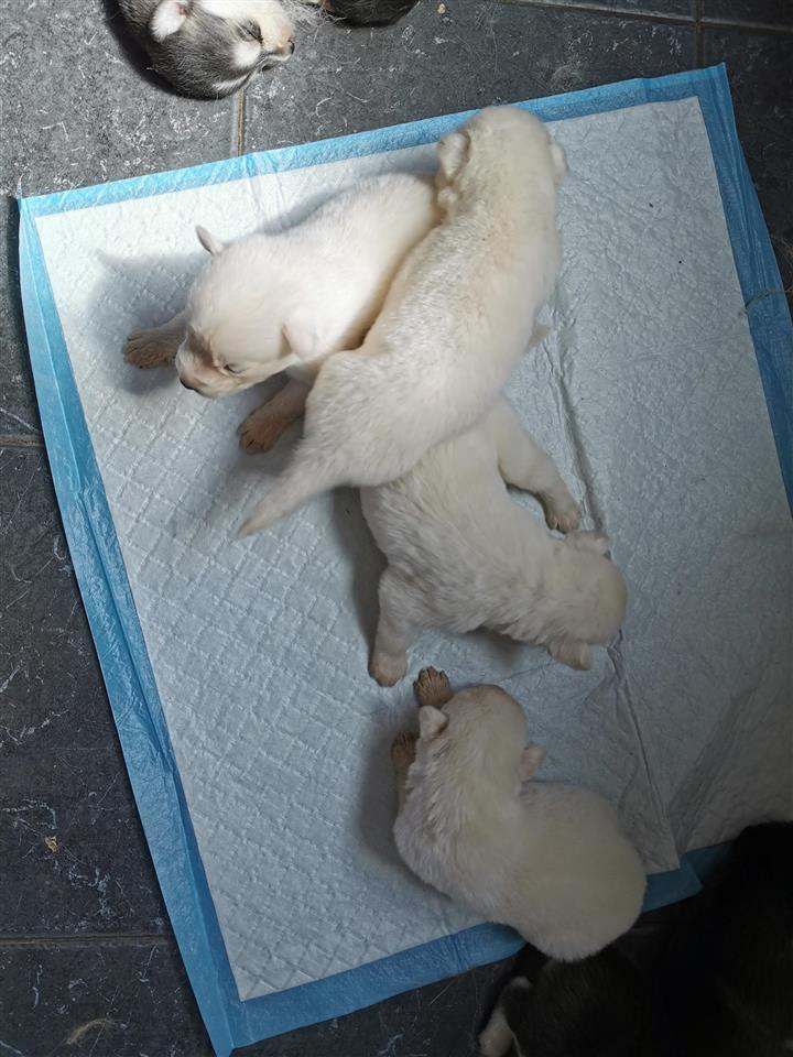 -Husky-mladići-bijeli-i-maskirani-štenad