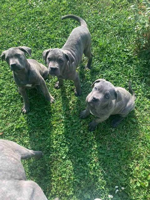 Cane-Corso--štenci