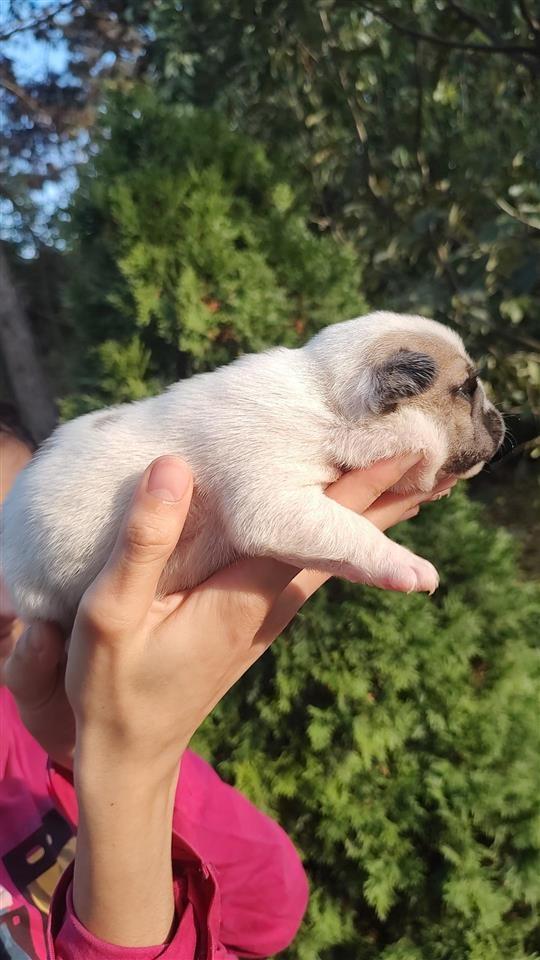 Francuski-Buldog