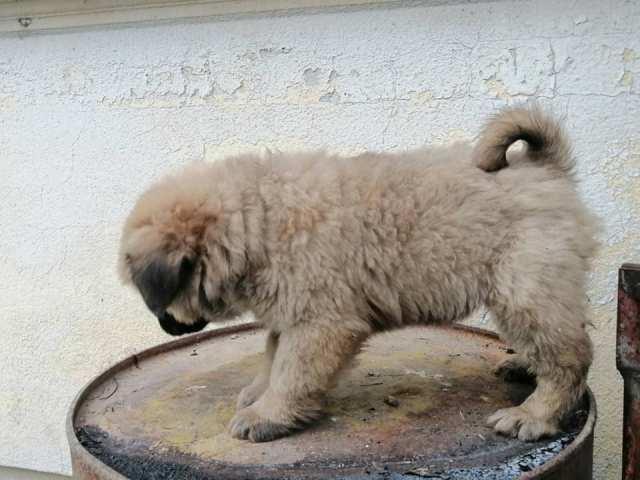 Čau-Čau--Chow-Chow--štenad
