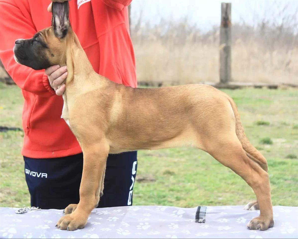 Cane-Corso-štenci-