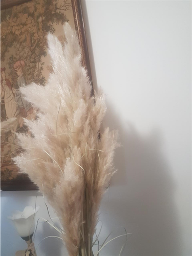 Pampas sušeni cvet