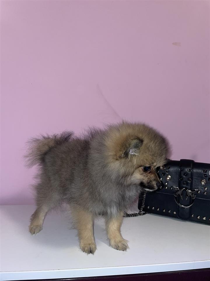 Pomeranac-štenci
