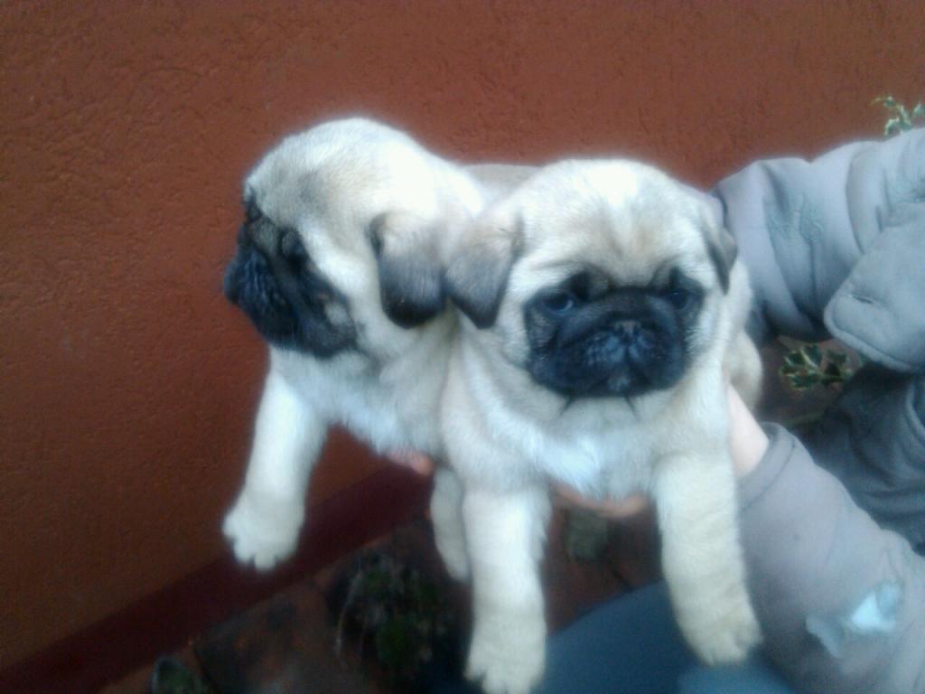Mops-stenci