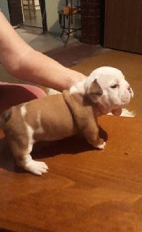 Engleski-buldog-