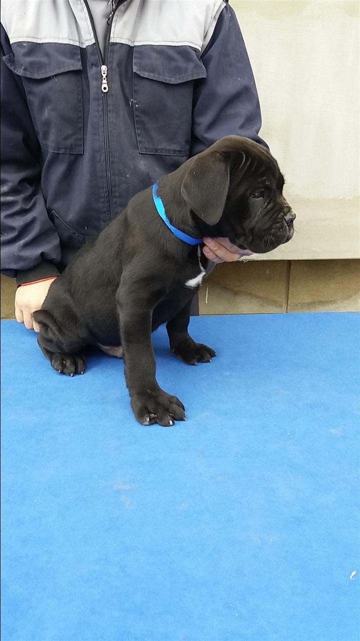 Cane-Corso-stenci-