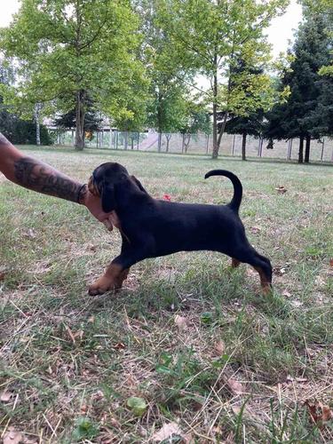 Doberman ženke 