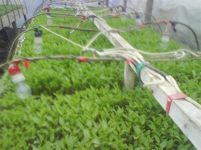 Paprika rasad