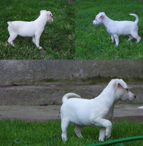 Jack-russell-terrier-