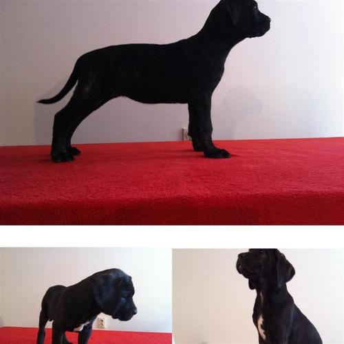 Cane Corso stenci