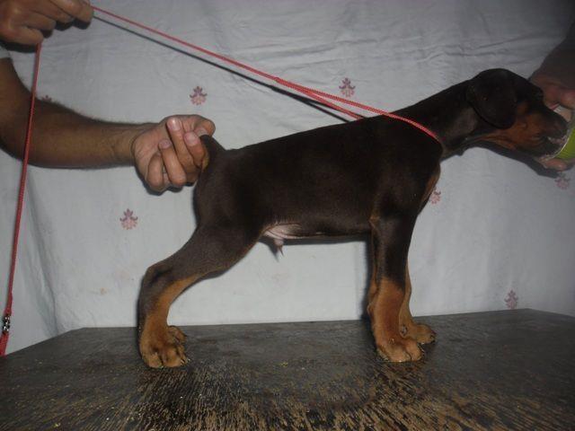 Doberman stenci 