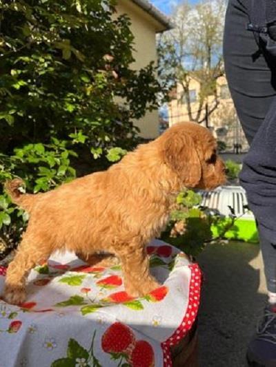 Preslatki-Cavapoo-stenci-