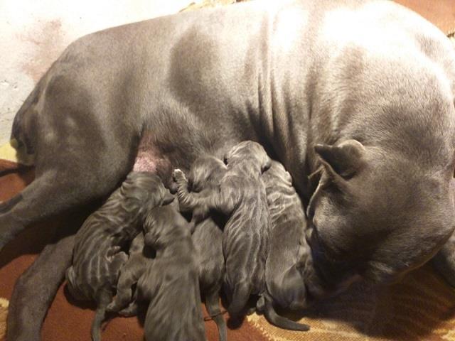 Cane-corso-štenci