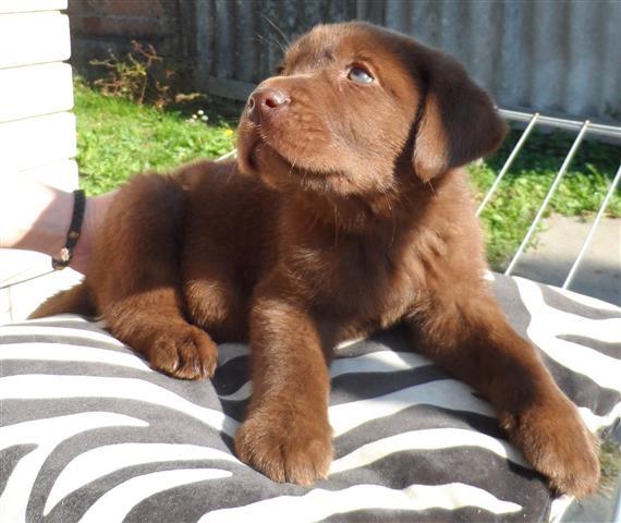 Labrador-retriver