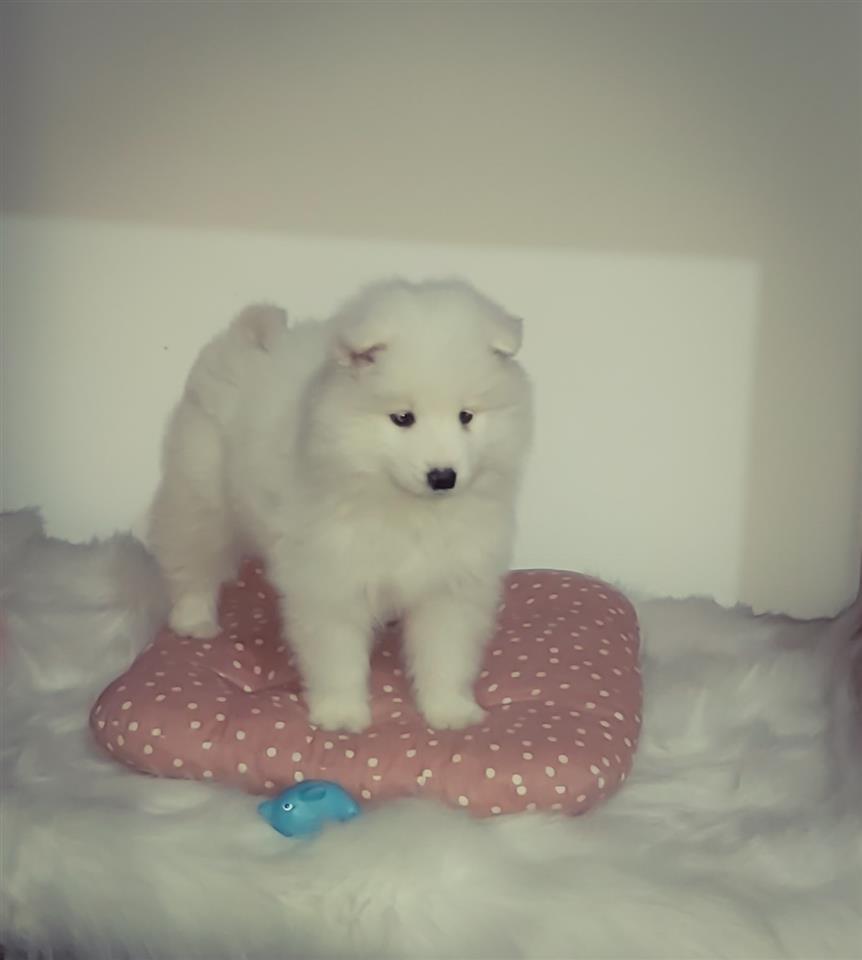 Samojed