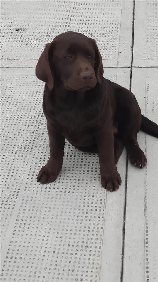 -Labrador-Retriver-ženke