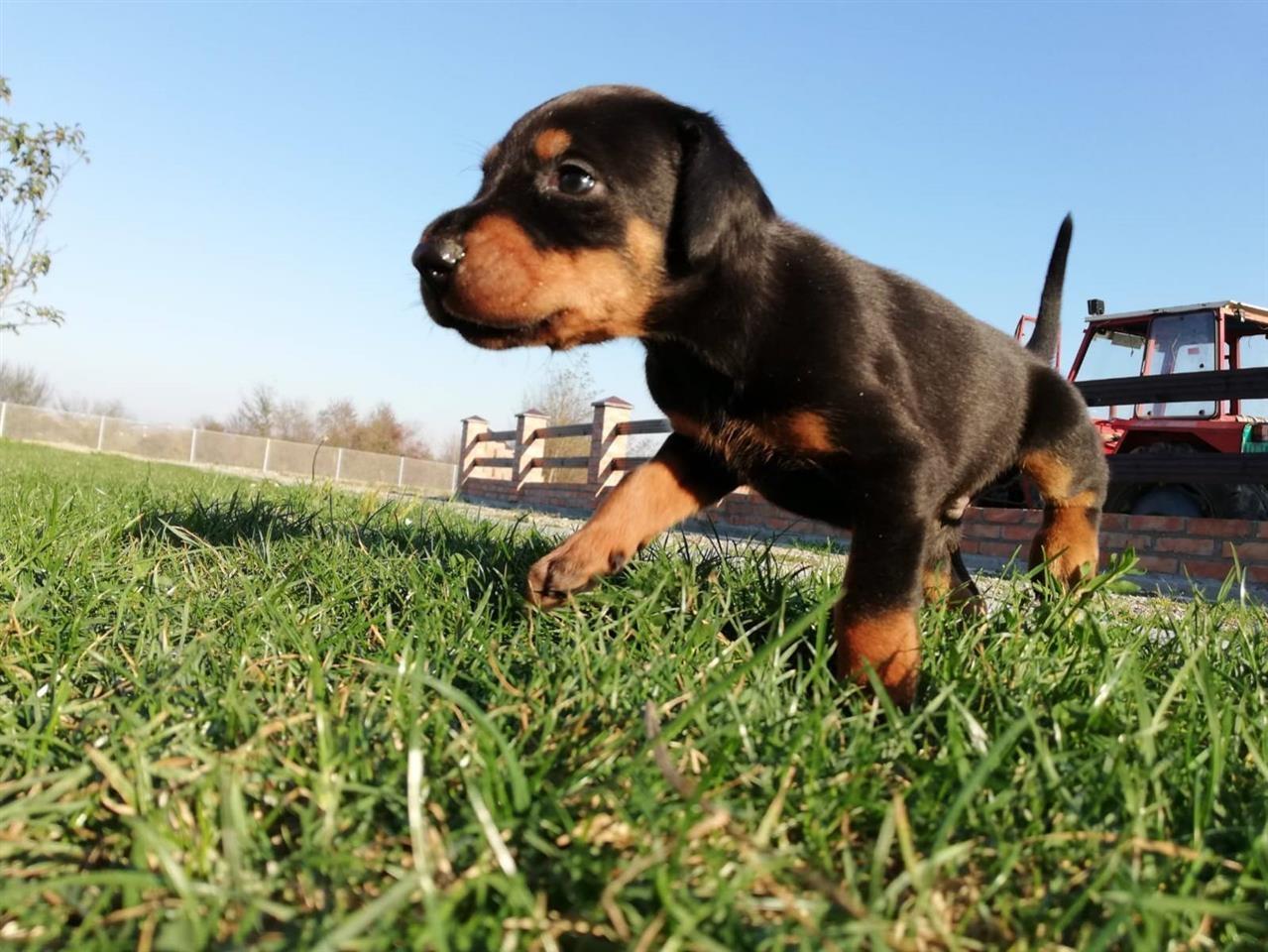 Doberman-štenci