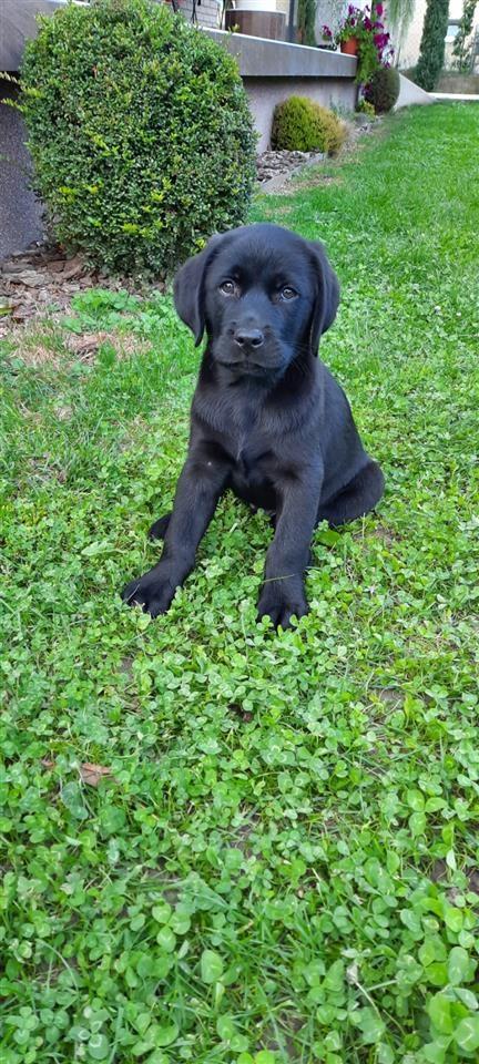 Labrador-štenci