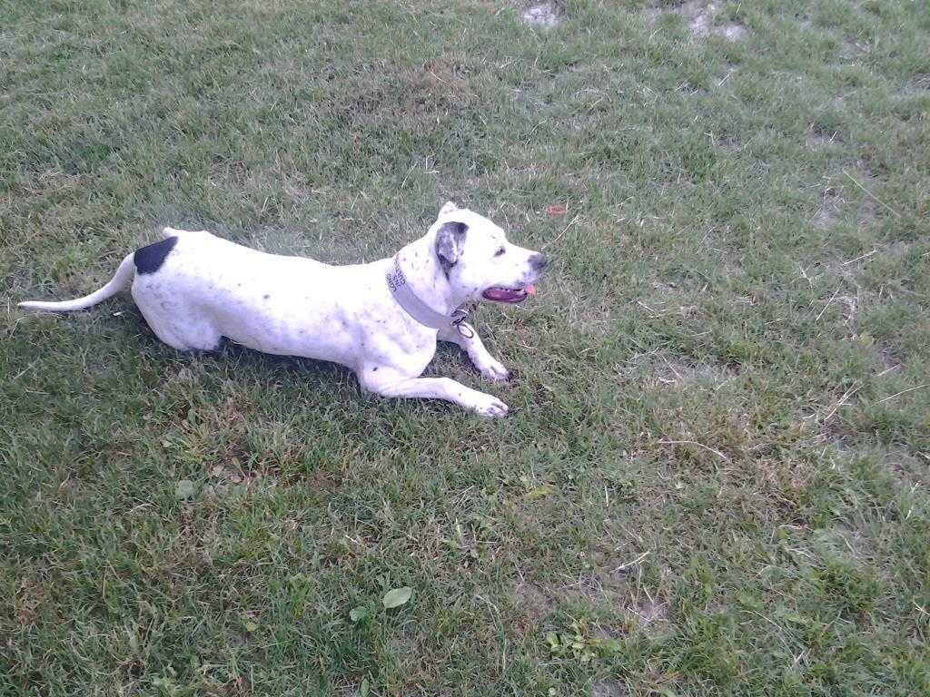 -pit-bull-terrier-tri-steneta