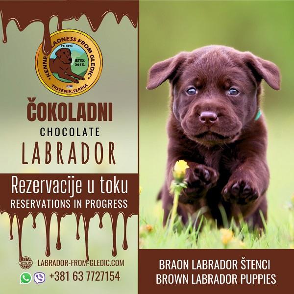 Braon-Labrador-štenci