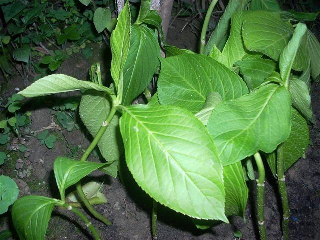 Hortenzija-reznice-za-oziljavanje