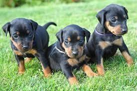 Registrovani-štenad-Doberman