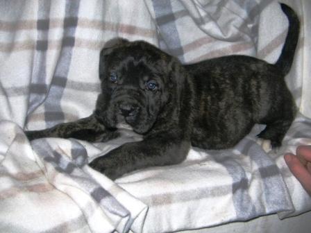 Cane corso štenci