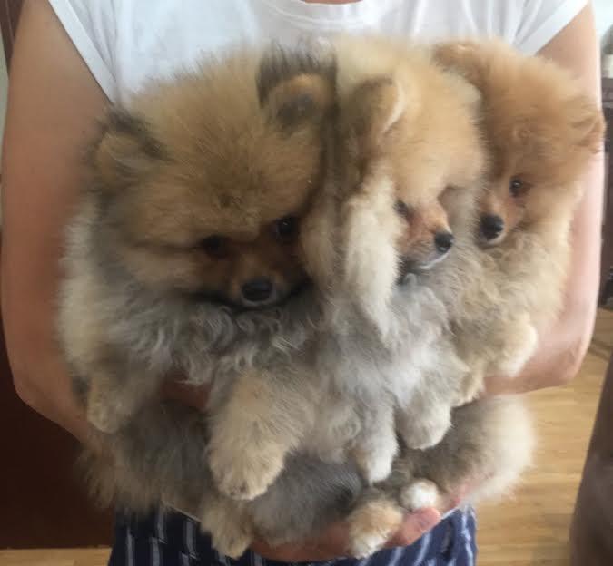Pomeranski-spic