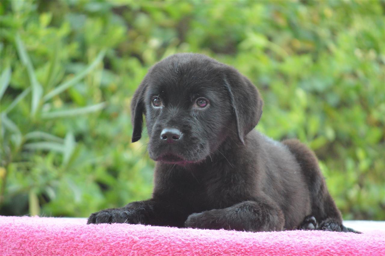 Labrador-retriver-stenci