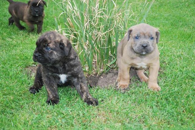 Cane Corso stenci