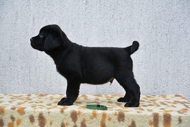 Labrador-Retriver---štenci